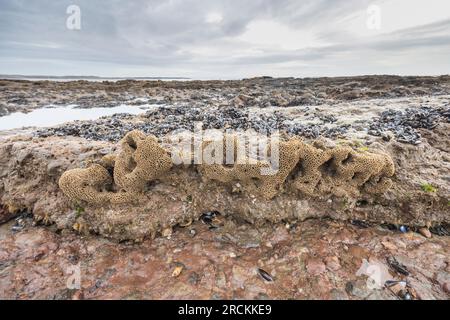 Honeycomb worm, Sabellaria alveolata, Kenfig beach, Wales, UK Stock Photo