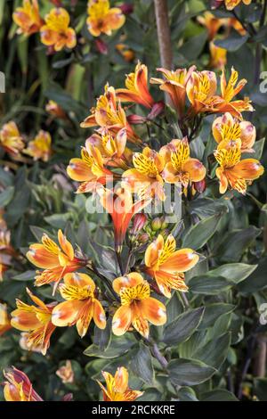 Alstroemeria flower, Peruvian lily or Lily of the Incas, in garden, Wales, UK Stock Photo