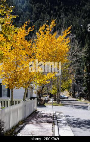 Fall colors of Aspen trees in Georgetown, Colorado, in Autumn Stock Photo