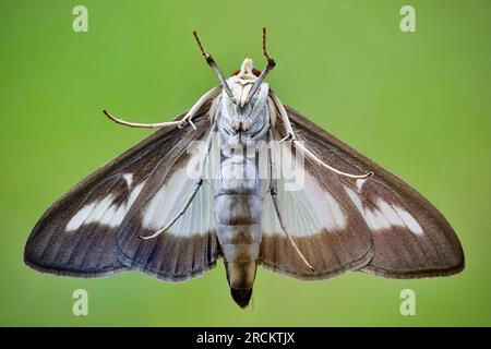 View of the underside of a Box Tree Moth, Cydalima perspectalis - a species rapidly spreading having been accidentally introduced to the UK from Asia Stock Photo