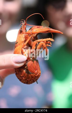 A woman holds a boiled crayfish in her hand. Close-up. Stock Photo