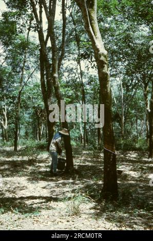 Photographs taken in Malaysia, Malacca,Muar, Batu Pahat, Rompin, Mersing, Kota Bharu, Endau, Singapore during 1973. Streetlfe, markets, rubber collecting and villages. Stock Photo