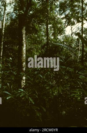 Photographs taken in Malaysia, Malacca,Muar, Batu Pahat, Rompin, Mersing, Kota Bharu, Endau, Singapore during 1973. Streetlfe, markets, rubber collecting and villages. Stock Photo