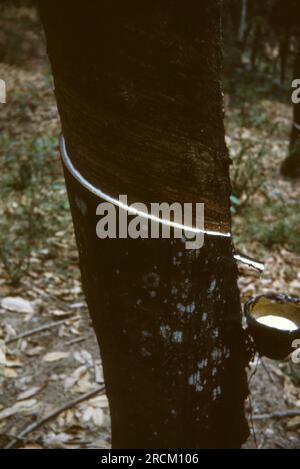 Photographs taken in Malaysia, Malacca,Muar, Batu Pahat, Rompin, Mersing, Kota Bharu, Endau, Singapore during 1973. Streetlfe, markets, rubber collecting and villages. Stock Photo