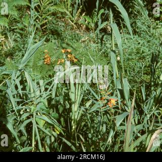 Photographs taken in Malaysia, Malacca,Muar, Batu Pahat, Rompin, Mersing, Kota Bharu, Endau, Singapore during 1973. Streetlfe, markets, rubber collecting and villages. Stock Photo