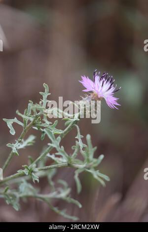 flower of a white knapweed Stock Photo