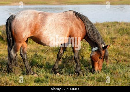 A chestnut brown New Forest pony grazing with the water of Hatchet Pond in the background Stock Photo