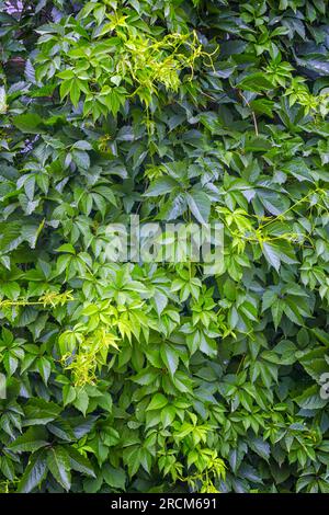 Leafy green texture. Virginia creeper or five leaves ivy climbing plant pattern. Parthenocissus quinquefolia Engelmannii vines natural floral backgrou Stock Photo
