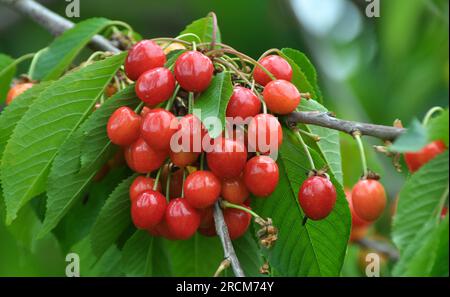 On a tree branch, ripe red berries sweet cherry (Prunus avium) Stock Photo