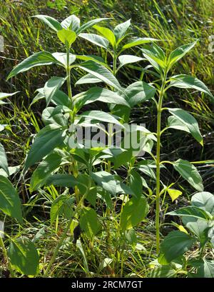 Jerusalem artichoke (Helianthus tuberosus) grows in open ground in the garden Stock Photo