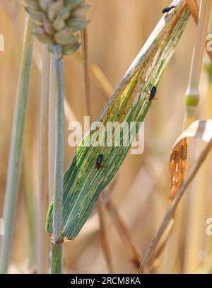 Cereal leaf beetle (Oulema melanopus duftschmidi) on the cereal leaf. It is one of the most important cereals pest. Stock Photo