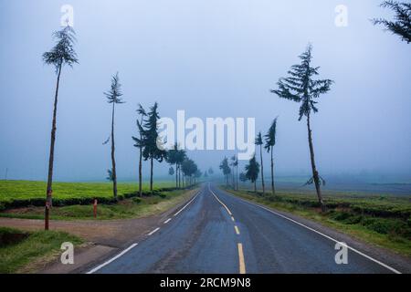 Kiambu-Limuru Road Highway, Tea Plantations Stock Photo