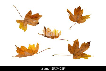 Brown dry maple fallen leaves set isolated on white. Autumn season flying foliage. Stock Photo