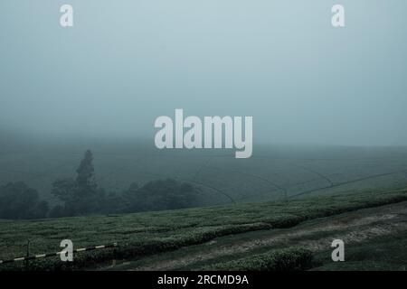 Kiambu-Limuru Road Highway, Tea Plantations Stock Photo