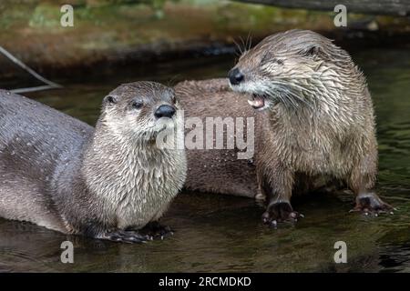 The pair of the North American river otter (Lontra canadensis) Stock Photo