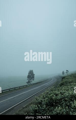 Kiambu-Limuru Road Highway, Tea Plantations Stock Photo