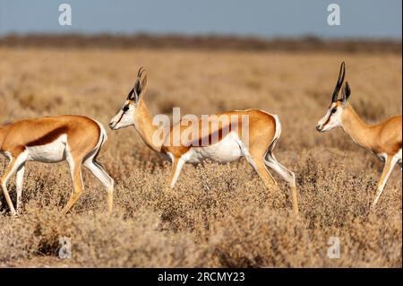 Springbok, a very common antelope at Etosha National Park, Namibia ...