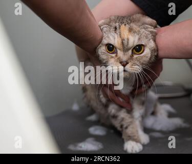 Woman shampooing a tabby gray cat in a grooming salon.  Stock Photo