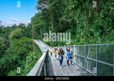 Elevated treetops jungle forest Canopy Walkway in Mae Rim North Chiang Mai a tourist attraction at the Queen Sirikit Botanic Gardens Stock Photo