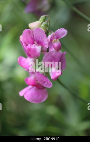 closeup of a beautiful perennial peavine flower Stock Photo