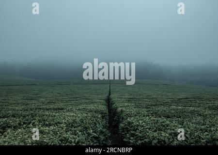 Kiambu-Limuru Road Highway, Tea Plantations Stock Photo