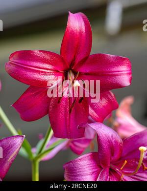 'Purple Marble' Lily, Lilja (Lilium longiflorum hybrid Stock Photo - Alamy