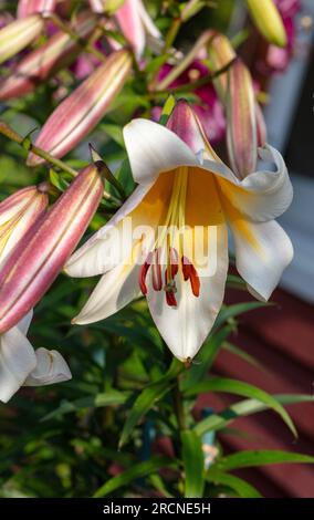 'Miss Peculiar' Skyscraper lily, Trädlilja (Lilium hybrid) Stock Photo