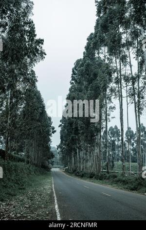 Kiambu-Limuru Road Highway, Tea Plantations Stock Photo