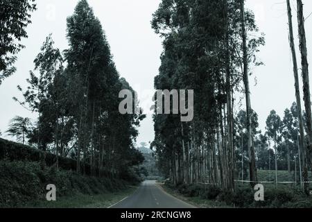 Kiambu-Limuru Road Highway, Tea Plantations Stock Photo