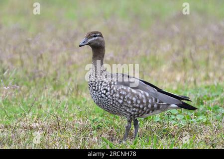 An adult female Australian Wood Duck -Chenonetta jubata- bird on the ground in a field of short grass looking to camera in soft overcast light Stock Photo