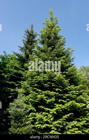 Grand Fir tree Abies grandis Stock Photo