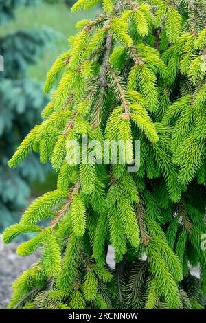 Picea abies, Weeping, Spruce Picea abies 'Gold Drift', Norway spruce Stock Photo