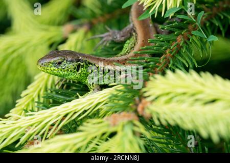 Lacerta agilis male, Sand lizard, Close-up wildlife on Norway Spruce Stock Photo
