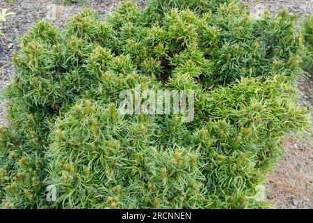 A hardy little conifer tree Pinus strobus 'Green Twist' Stock Photo