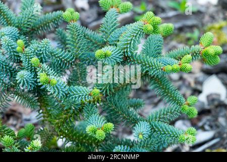 Spanish Fir, Abies pinsapo 'Horstmanns Nana' the dwarf in garden Stock Photo