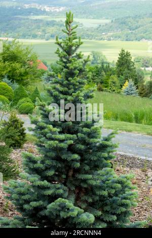 Rocky Mountain Fir, Abies lasiocarpa 'Compacta', Garden, Tree Stock Photo