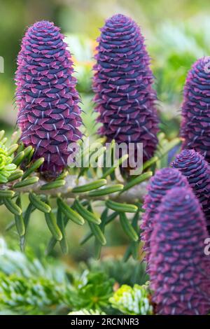 Korean Fir Abies koreana, Cones,Purple, Female cones Closeup on Branch Stock Photo
