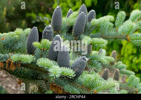 Abies balsamea "Blue Angel", Abies Cones, Balsam Fir Stock Photo