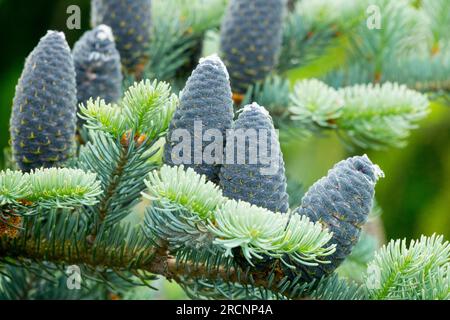 Balsam Fir, Cones, Abies balsamea 'Blue Angel' Stock Photo