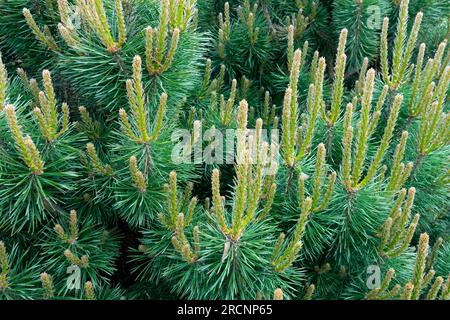 Scots Pine, Pinus sylvestris 'Westonbirt' young shoots Stock Photo