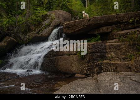 White wolf looking on the top of amazing waterfall hidden deep in Jizera mountains, Czech Republic. Calm and peaceful place with water flowing ... Stock Photo