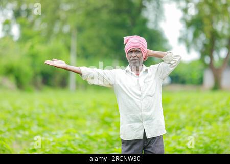 Indian farmer showing cotton tree in cotton farm , happy farmer Stock Photo