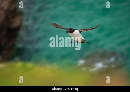 A razorbill in flight coming in from the sea Stock Photo