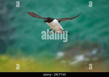 A razorbill in flight coming in from the sea Stock Photo