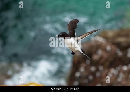 A razorbill in flight coming in from the sea Stock Photo