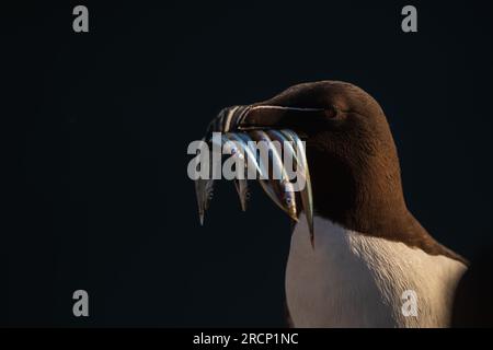 A portrait of a Razorbill with fish in its beak Stock Photo