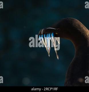 A portrait of a Razorbill with fish in its beak Stock Photo