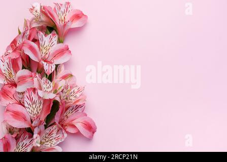 Frame for the text of congratulations with  flowers of Alstroemeria on a pink background. Greeting card with natural colors. Background for text with Stock Photo