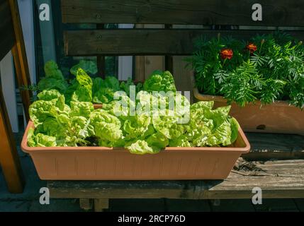 Lettuce growing in container.Summer season. High quality photo Stock Photo