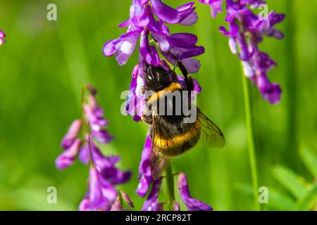 Closeup of a brown hairy worker common carder bumblebee, Bombus pascuorum, sipping nectar from the purple flowers of Birds vetch. Stock Photo